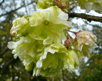 Prunus Gyoiko