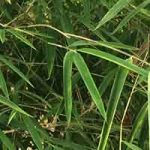 Bamboos