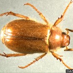 Why Are Crows Ruining My Lawn! (a.k.a. Living with European Chafer Beetle in Vancouver)
