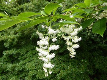 May 2016 in the Garden