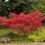 Acer palmatum 'Shindeshojo' in the Alpine Garden