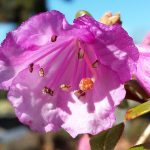 Rhododendron pemakoense