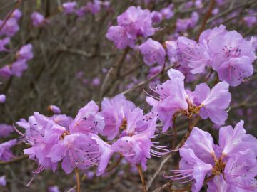 rhododendron dauricum