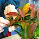 Wreath Making with Friends of the Garden for Adults