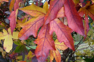 Liquidambar Styraciflua