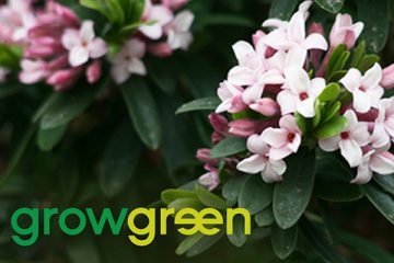 Grow Green Guide