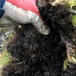 Chafer beetle