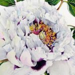 Alison Watt peony