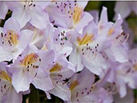 Rhododendrons