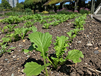 Growing Year-Round at the Food Garden