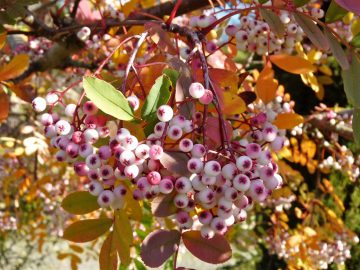 photo of Sorbus pseudohupehensis