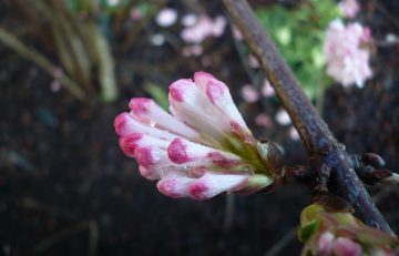 January 2018 in the Garden