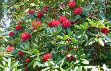 Rhododendron 'Cornubia'