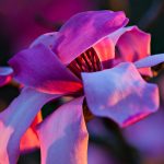March 2018 in the Garden