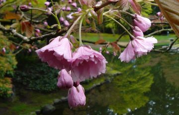 April 2018 in the Garden