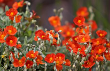 Helianthemum ‘Henfield Brilliant’