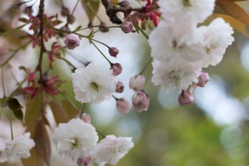 A close-up of white cherry blossoms partially in bloom