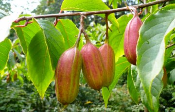 Rehderodendron macrocarpum