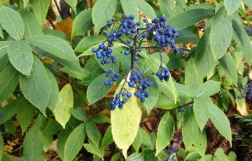 Hydrangea (Dichroa) febrifuga