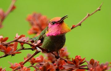 Birds of UBC Botanical Garden