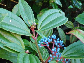 Viburnum davidii