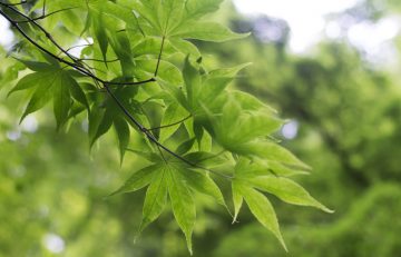 Maple Tree