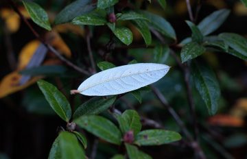 fallen rhododendron leaf flipped on its back resting on rhododendron shrub