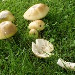 B.C.’s invasive mushrooms