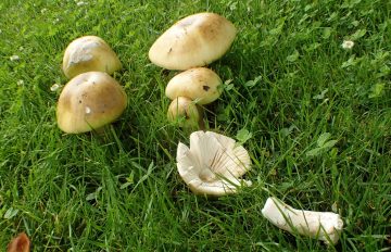 B.C.’s invasive mushrooms