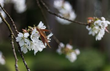 The Season of the Sakura