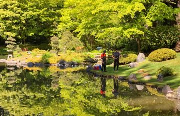 Nitobe Memorial Garden donates koi to Dr. Sun Yat-Sen Classical Chinese Garden