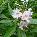 July 2019 in the Garden