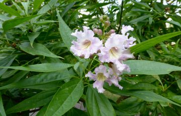 July 2019 in the Garden