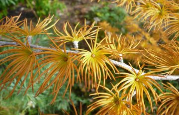 October 2019 in the Garden