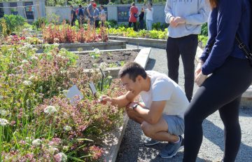 Masters of Geomatics for Environmental Management (MGEM) student smiling and inspecting colourful and flowering plants in UBC Botanical Food Garden