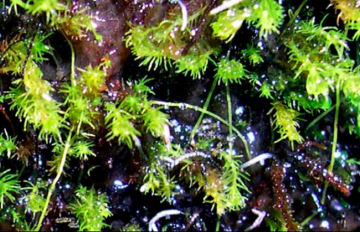 Collecting the Impossible moss: BC species key to charting 1 billion years of plant evolution