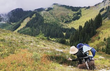 Laura Caddy kneels in foreground picking seeds from plants on a slope; forested misty hills in the background