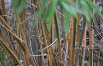 Close up of bamboo stalks in Garden with bamboo leaves