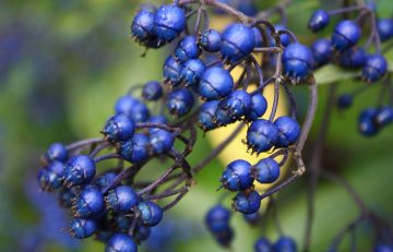 Close up of Hydrangea febrifuga's bright blue berry-like fruit