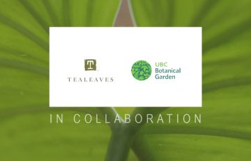 TEALEAVES and UBC Botanical Garden logos on semi-transparent white banner, large-leafed plant in background. Text: IN COLLABORATION