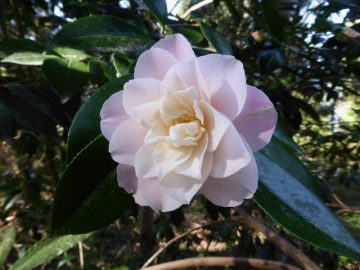 close up of many-petalled, pale pinkish-white flower