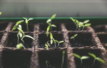 budding plants in rows of soil containers