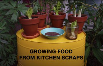 Growing Food from Kitchen Scraps