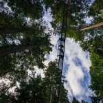 sky shot with trees encircling - treewalk cuts vertically through the centre