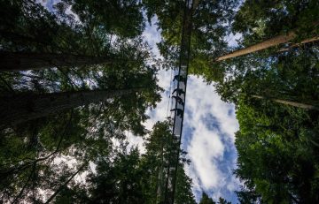 sky shot with trees encircling - treewalk cuts vertically through the centre