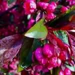 Malus Prairie Fire