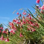 Pink flowers growing on long stalks in the foreground, path and trees in background