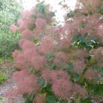 Cotinus coggygria