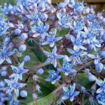 Hydrangea (Dichroa) febrifuga