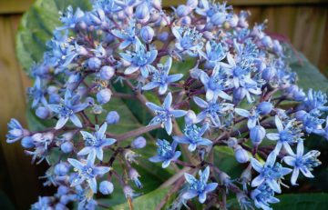 Hydrangea (Dichroa) febrifuga